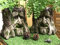 giftwarez Mans Face Tree Trunk Stump Herb Flower Planter Garden Plant Box Bucket Pot Tub