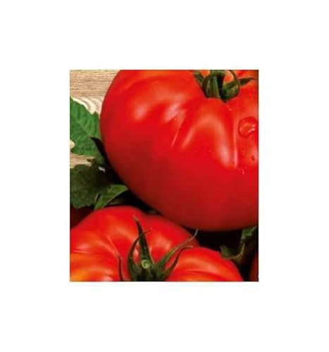 Pcs - 9x Tomate Supersteak F1 - Vieux Variétés Graines Légumes KS596 - Seeds & Plants Shop by Ipsa