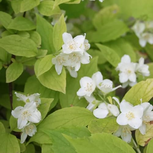 Dofttjasmin – Philadelphus coronarius Aureus 30–40 C –