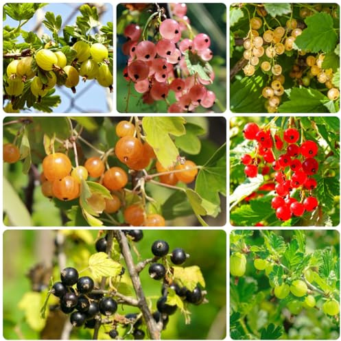 Semillas de grosella espinosa - grosella espinosa - grosella columnares de balcón decoracion, 250pcs