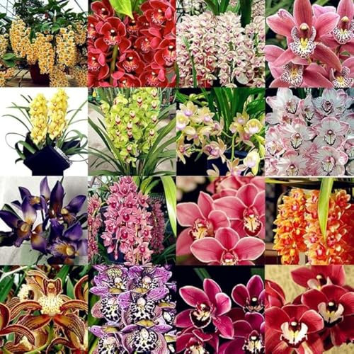Cymbidium orchid bulbi,Orchidea del cymbidium,cymbidium pianta vera,Piante erbacee perenni,Cymbidium planta,Decorazione del giardino(non fiori artificiali,senza semi)-15 bulbi-A