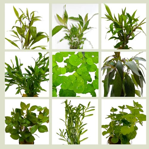 WASSERPFLANZEN WOLFF - 5 Bund Kaltwasser-Set Aquariumpflanzen – Frische Wasserpflanzen aus dem Gewächshaus