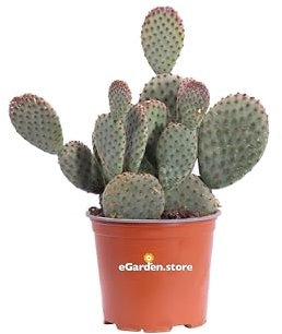 Pianta di Opuntia Microdasys Fico d'India Microvilloso pianta grassa succulenta ornamentale pianta vera da interno o esterno venduta da eGarden.store (Rosso v.15 cm)