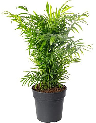 Plante d'intérieur grande, palmier de salon, toujours vert, exotique et rare.