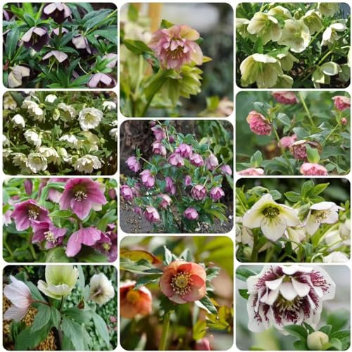 100 pcs christrosen pflanzen winterhart mix samen - hochbeete für garten bienenwiese saatgut Christrose, bienenfreundliche blumensamen deko modern bienenweide saatgut bonsai