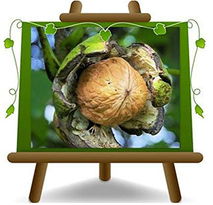 Noyer commune – Plante fruitière sur pot da 26 - arbre max 200 cm - 4 ans