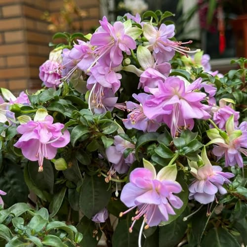 Semillas resistentes de fucsia - jardín Variedades antiguas orgánicas silvestres balcones camas elevadas 85pcs