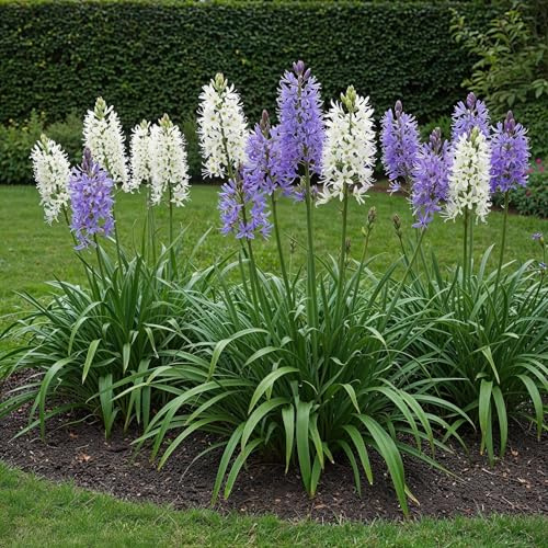GreenboutiQ - Bulbes de fleurs - Camassia Leichtlinii Mix - Couleur Violet et Blanc - 5 pièces - Taille des bulbes 12/14 - Pack XXL