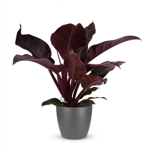 Philodendron - Philodendron Imperial Red - Röd - Låg skötsel - med Potter Grey - 50-60cm - Ø19cm - Krukväxt - Vintergrön
