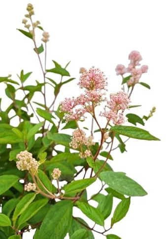Arbusto ornamental lila Ceanothus 'Marie Simon' flor de sable 80-100 cm