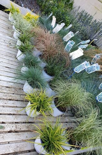 Graminacee mix 3 piante in vaso ø14 cm FOTO REALI Vivaio di Castelletto