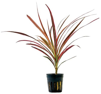 AquaOne Terrarium Pflanze Dracaena marginata red I Lebende Paludariumpflanzen Regenwald Terrarienpflanzen voll durchwurzelt einfach Terrascaping Dekoration