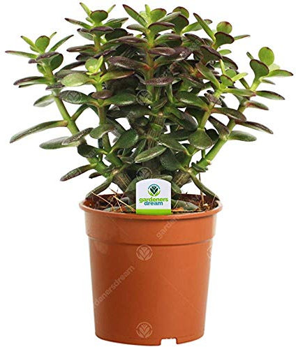 GardenersDream Crassula Minor Plant in Pot - Live Evergreen Indoor Money Plant - Indoor Flowering Plants for Home and Office - Low Maintenance House Plants - Great Gift (15-25 cm)