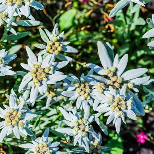 550 piezas semillas edelweiss - semillas de lecho elevado pradera de balcón resistentes, del jardin cobertura del suelo, perenne resistente,