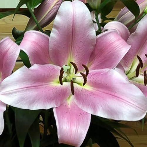 Lilienzwiebeln Baumlilie Riesenlilien Lilium Zwiebeln Onion Knollen Winterhart Frische mehrjährig duftenden Prachtblüten Hochgewachsene Lilie (Bellamonte)