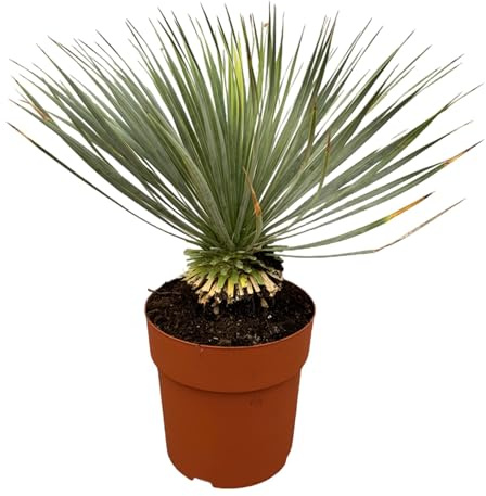 Yucca Rostrata stam, växt för inomhus- och utomhusbruk, blågrön, 70 cm, Ø 27 cm