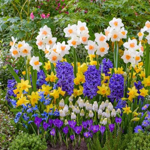 Bulbi Fiori Perenni da Esterno - Collezione da Giardino Lux di Inizio Primavera - 50 pezzi - Tulipano, Narciso, Giacinto - Piante dall’Olanda (non semi, non artificiali)