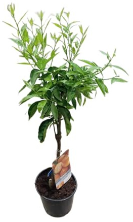 Mandarino Frondoso en Maceta Árbol Natural de 100cm con Frutas Aromáticas