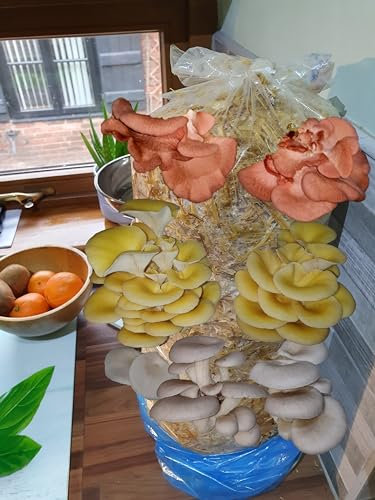 Mushroom Growing Gift Kit – Grow Pink, Blue & Golden Oyster Mushrooms – Fun DIY Kit with Straw & Voucher for Fresh Living Spawn – Perfect Eco Gift, Delicious & Easy to Grow