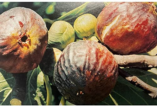 Pianta vera di Fico Columbro Nero o Colummaro Nero - Diametro Vaso Ø 20 cm