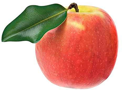 Malus Domestica Jonagold - Apfelbaum 120 cm, Jonagold Apfel, Selbstbefruchtend & Ertragreich, Ideal für Garten & Obstwiese