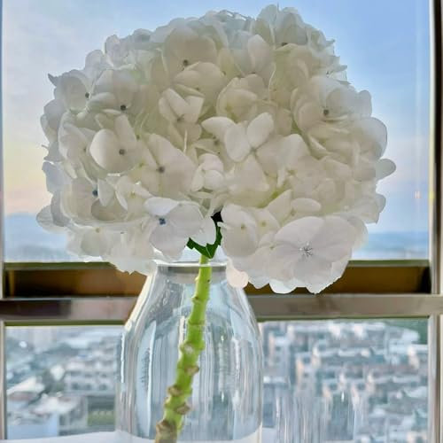 20 pcs schneeballhortensie blumensamen- winterharte kübelpflanzen hortensie hochbeet samen wildblumensamen mehrjährig winterhart winterharte pflanzen für garten balkon blumen pflanztöpfe
