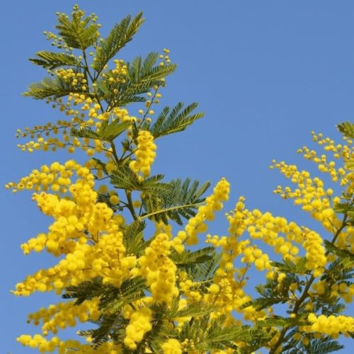 Mimosa Acacia dealbata pianta in vaso biodegradabile ø8 cm h.1 metro circa Vivaio di Castelletto