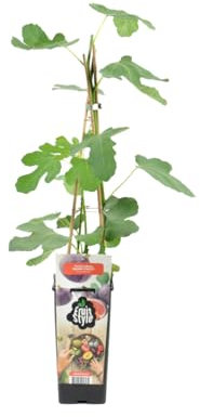 Bloomique - Ficus Carica 'Brown Turkey' - Figuier - Arbres fruitiers - Plantes de jardin - Résistant à l'hiver - ⌀14 cm - Hauteur 60-70cm