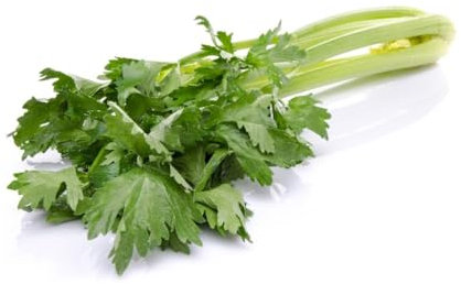 Sachet de graines de céleri branche tall utah- Les Graines Bocquet