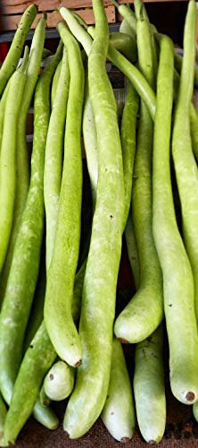 Portal Cool Zucchine da Pergola (Bower) - 20 Semi:Semi