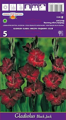 AGRONOM | GLADIOLEN - BLACK JACK | Mehrjährige Blumenzwiebeln | Bordeaux Blumen | Werden in Blumengärten, Töpfen angebaut, in blühenden Rasenflächen | 5 Blumenzwiebeln