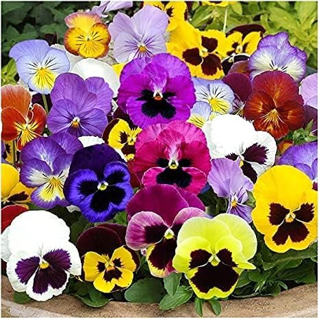 300 Semi di Viola del Pensiero, Viola Wittrockiana Tricolor, Gigante Svizzera, Colori Misti, pansy seeds