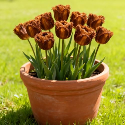 Tulipanes Bulbos/Tulipán perenne-Decoración de jardín/Fácil de mantener/Ideal para plantar-10 Rhizomes-E
