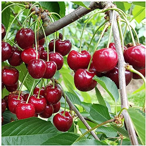 Morello Cherry Tree 3-4ft Tall in 6L Pot Self-Fertile,Ready to Fruit.Great for Jam & Pies 3fatpigs®