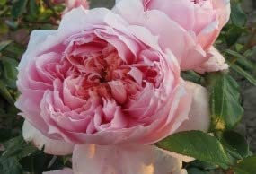 Edelrose 'Schöne Maid' mit sehr edel, fruchtig duftenden Blüten, sehr gesund , rosa ,wurzelnackt, winterhart, robust, mehrjährig, Qualität aus Müllers Baumschule, inkl. Pflanz- und Pflegeanleitung