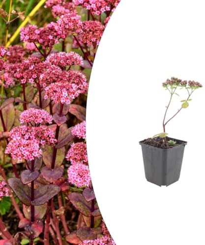 Sedum 'Matrona' | 6 plantas - 10-25cm - Ø9cm - Planta de jardín