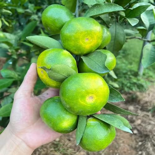 orangenbaum winterhart - samen mandarinenbaum obstsamen balkonpflanzen winterhart bio saatgut obst baum samen säulenobstbäume indoor garten balkon pflanze zimmerpflanze säulenobst 40pcs