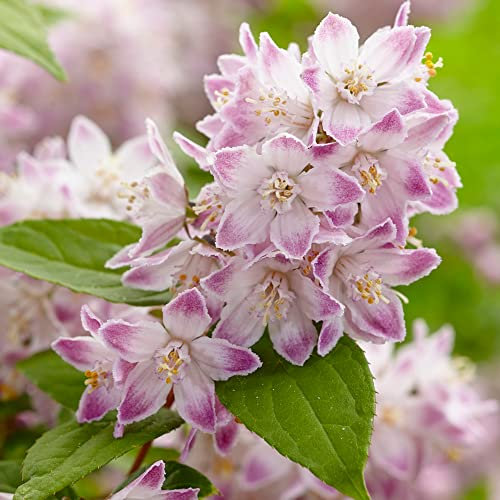 Deutzia Raspberry Sundae | Deciduous Flowering Potted Garden Shrub Plant (20-30cm Incl. Pot)