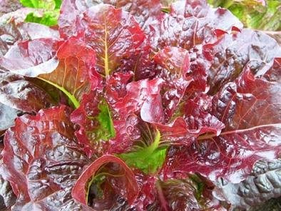 Lettuce Outredgeous 1,000 Seeds