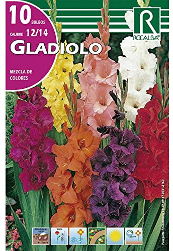 BULBO GLADIOLO MEZCLA COLORES - 10 UD.…