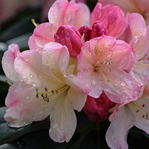 Rhododendron 'Percy Wiseman' 40-50 cm en conteneur