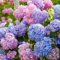 Luojuny Semillas de Hortensia, 100 Unids/Bolsa Semillas de Hortensia Suelo Neutro Fácil de Plantar Semillas de Flores Bonsai Atractivas de Crecimiento Rápido para Balcón Semillas de Hortensia