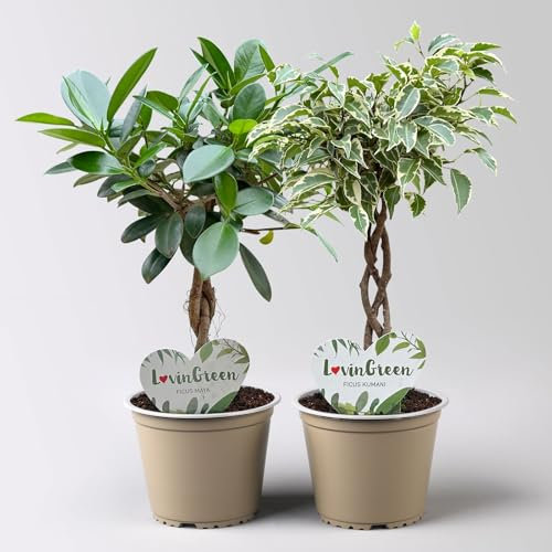 Ficus Flechtstamm Mix 'Kumani' & 'Maya', Topf-Ø 12 cm, Höhe ca. 40 cm, 2 Stück