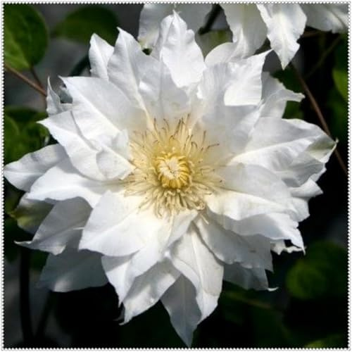 Rizomas Clemátide Perenne Magic Garden, plantables en primavera y otoño, aptos para interiores y exteriores-15 Rizomas-a
