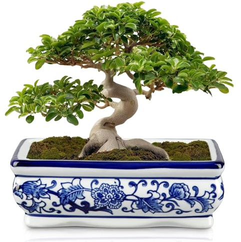Hollyone 19cm Pot à bonsaï en céramique avec Trou de Drainage, Pot rectangulaire pour bonsaï et Plantes d'intérieur, Pot décoratif Bleu et Blanc pour Plantes succulentes et Plantes de Jardin