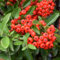 20 semi di frutta rosso piracantha