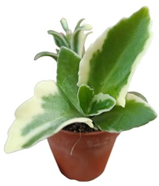 kalanchoe laciniata variegata pianta grassa succulenta rara vaso 5,5 cm
