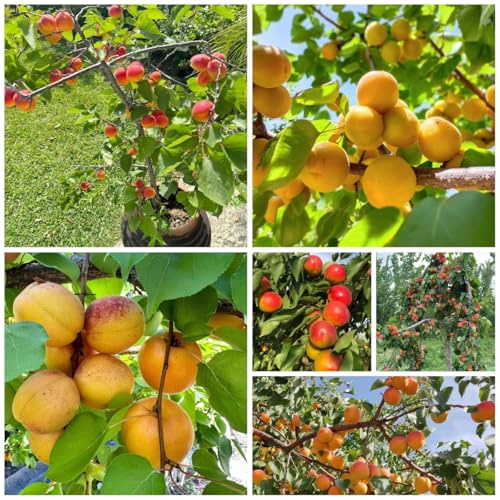 comprar semillas de albaricoquero - albaricoque, resistentes al invierno para balcones de albaricoquero, 15pcs