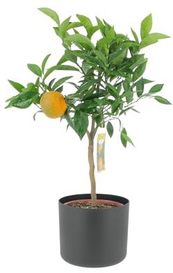 KENTIS - Citrus Clementina - Clementina-växt - mandapelsin - riktiga utomhusväxter - fruktträd i krukor - H 70–80 cm Ø 20 cm
