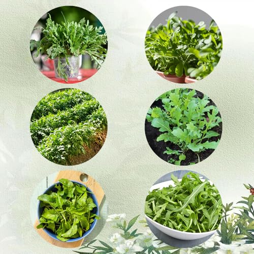 semi di rucola resistenti - rucola, varietà antiche di rucola perenni biologici, biologiche 500pcs